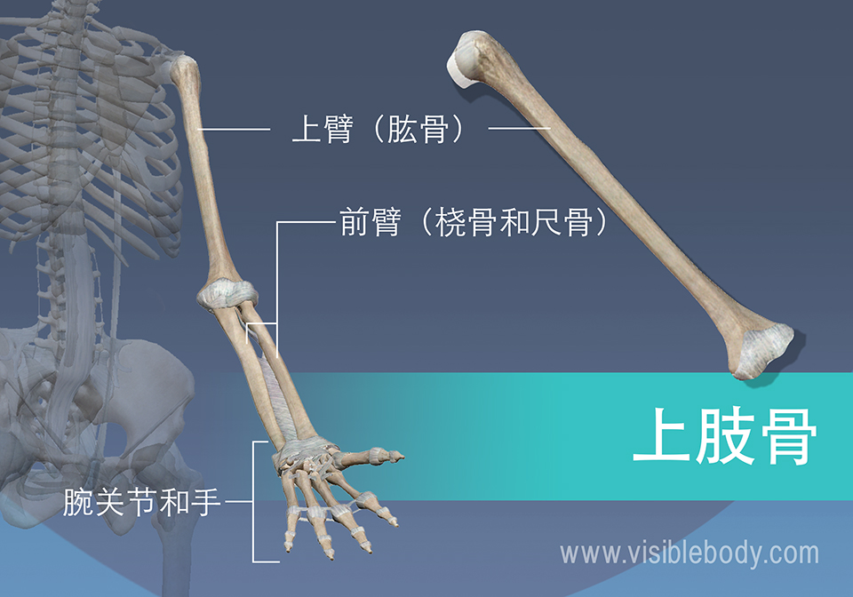 肱骨、桡骨、尺骨以及手腕和手的骨骼